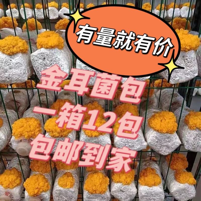金耳菌包长期供货从不缺货可代发货价格详谈