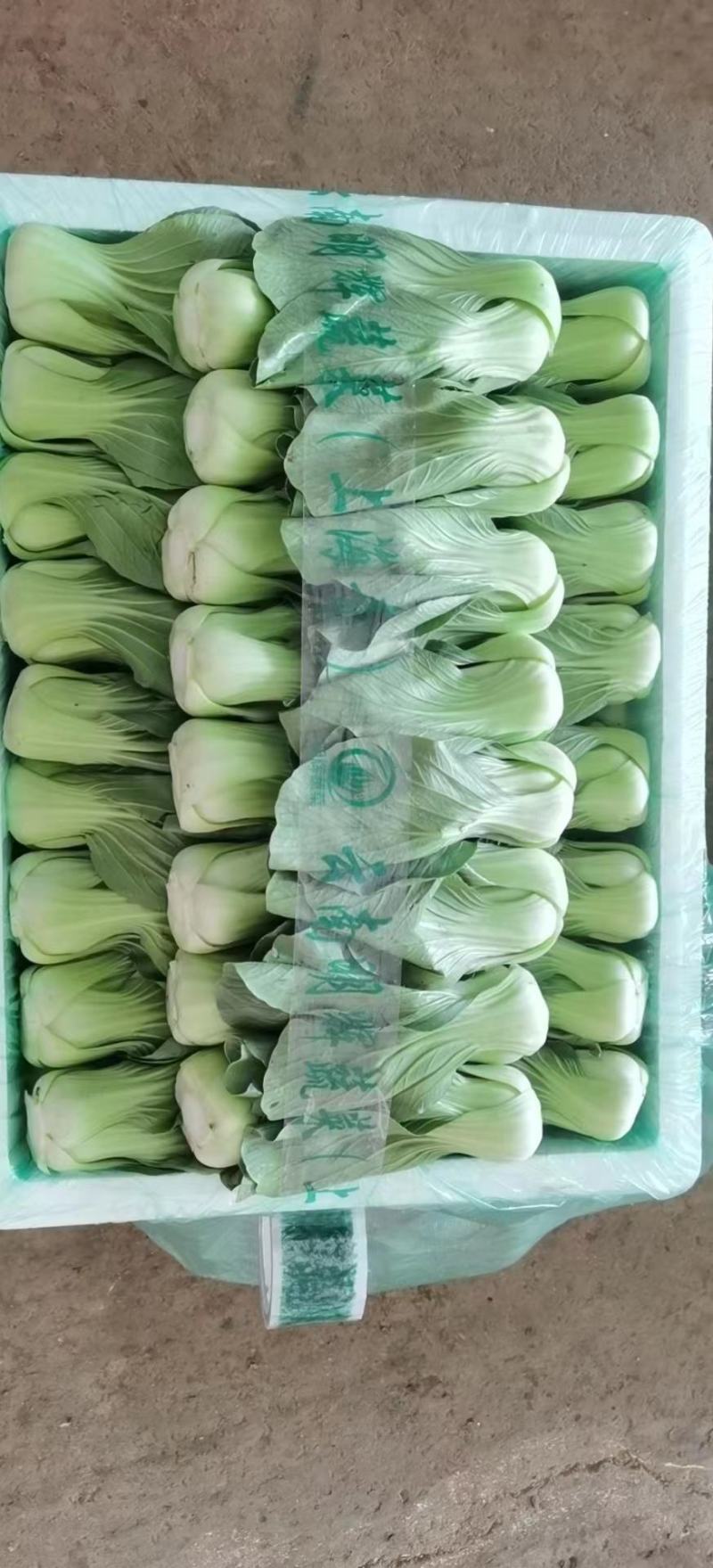 精品小油菜，颜色深绿，棵匀整齐，基地直发欢迎来电