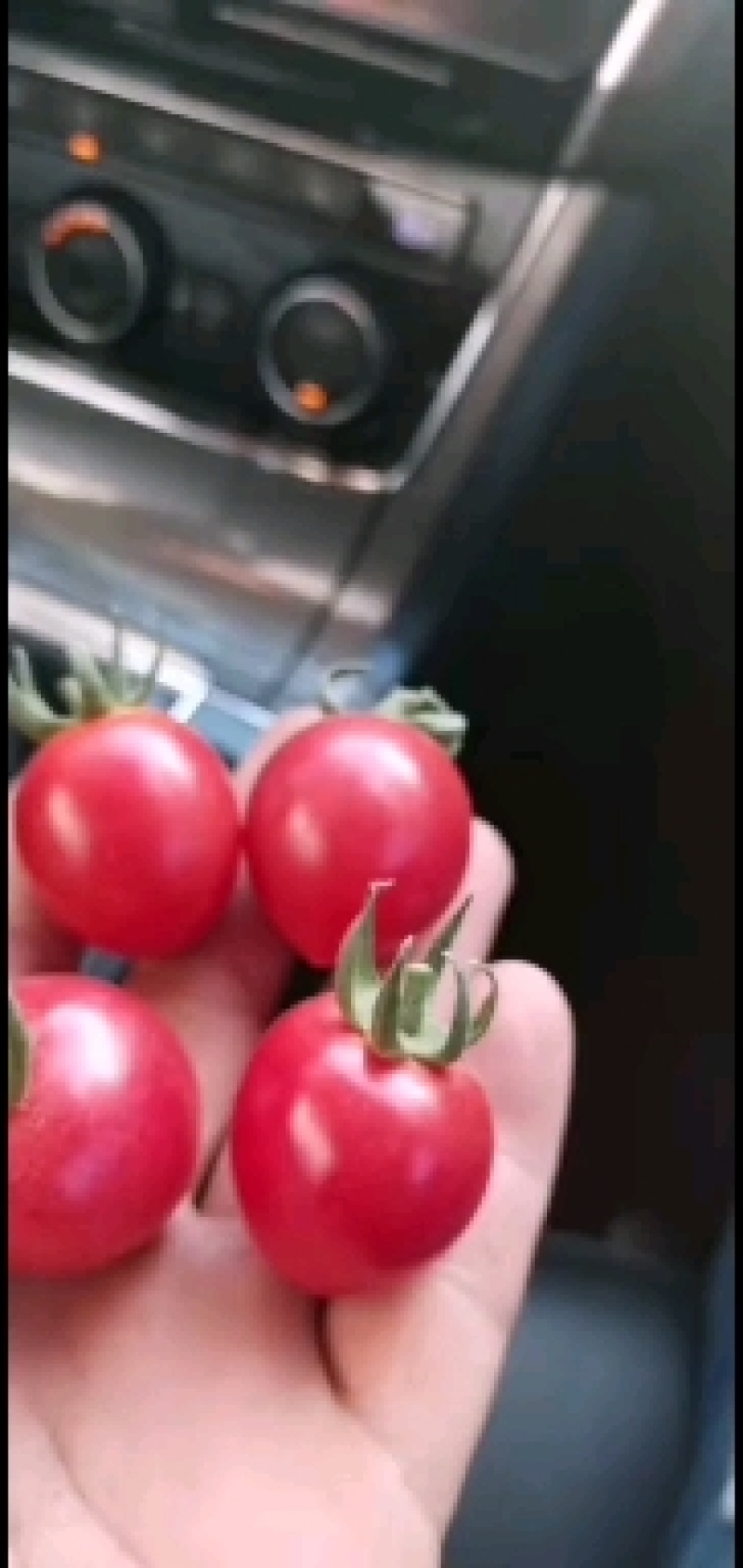 澄城千亩圣女果千禧已大量市欢迎你来电洽谈