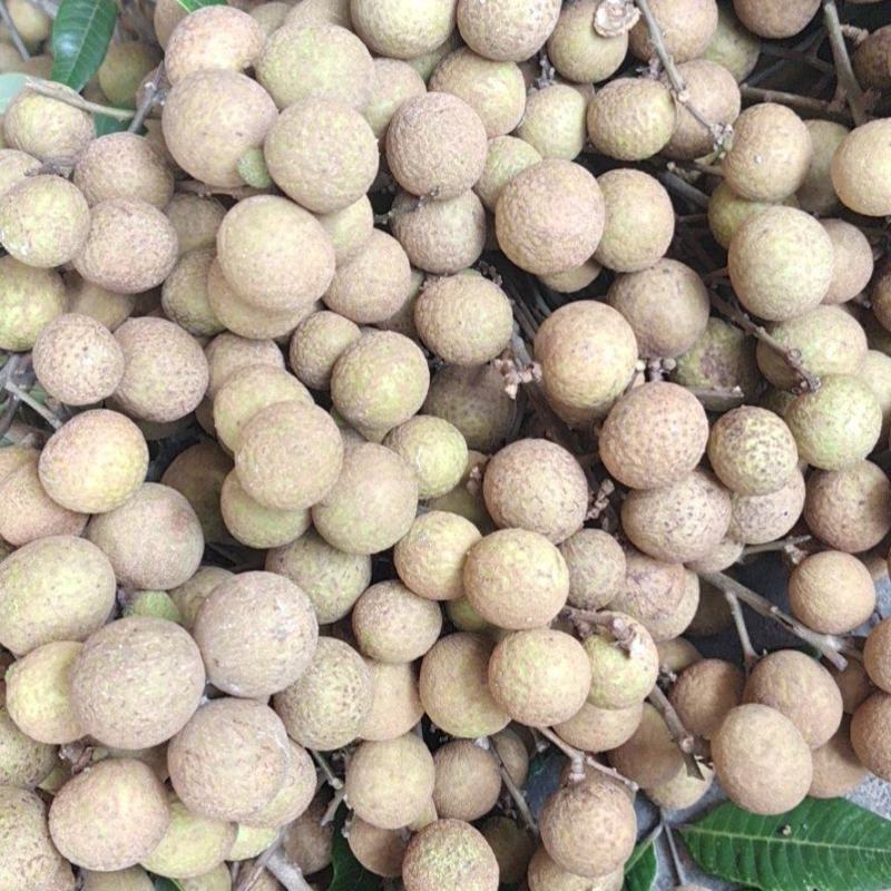 广东省茂名龙眼新鲜采摘口感纯甜多汁肉厚核小货源稳定