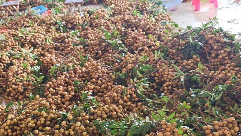 广东省茂名龙眼新鲜采摘口感纯甜多汁肉厚核小货源稳定
