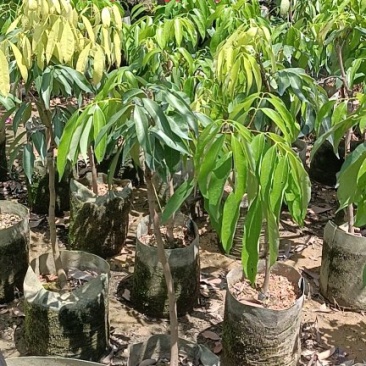 供应广州无核荔枝苗