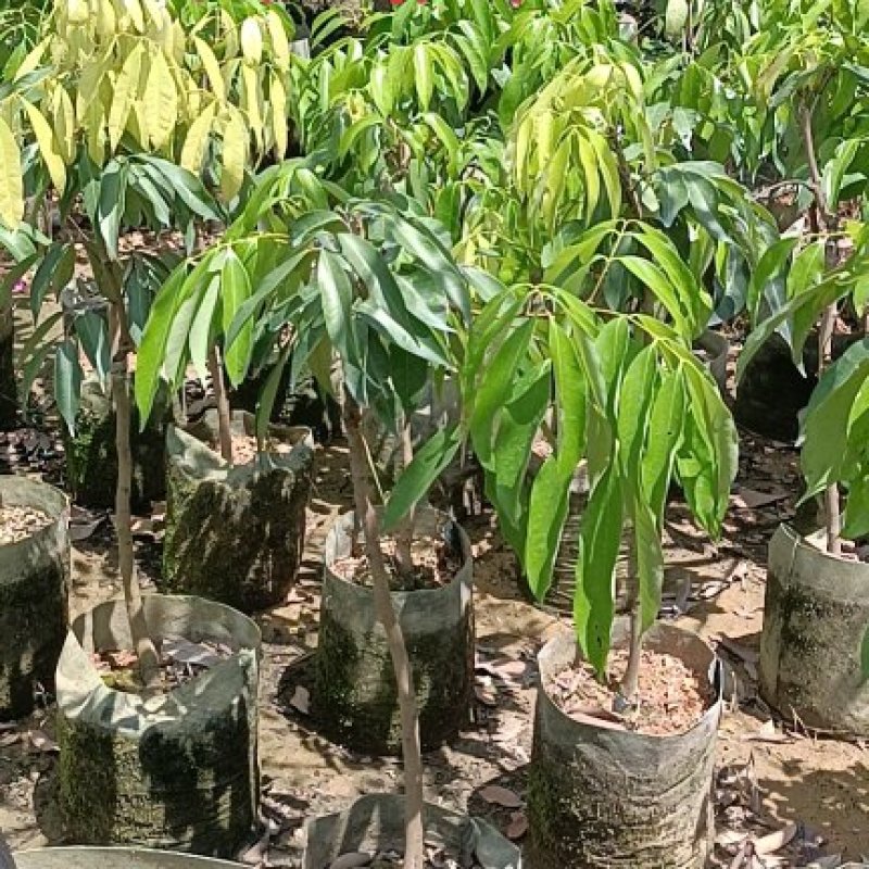 供应广州无核荔枝苗