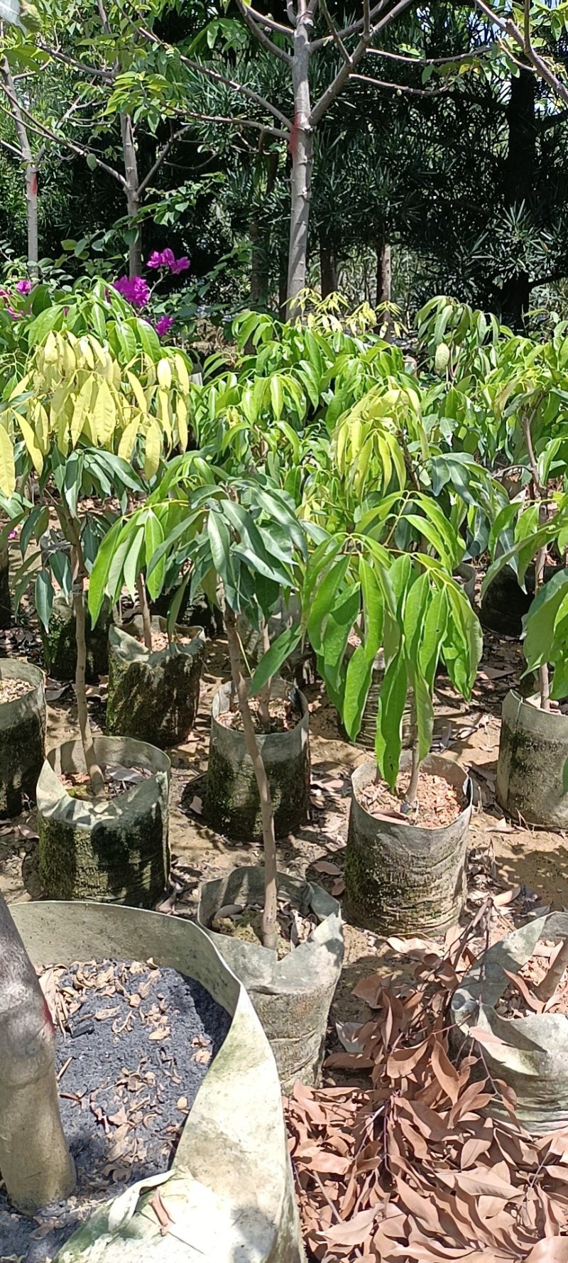 供应广州无核荔枝苗