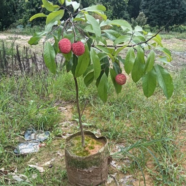 供应增城仙进奉果苗