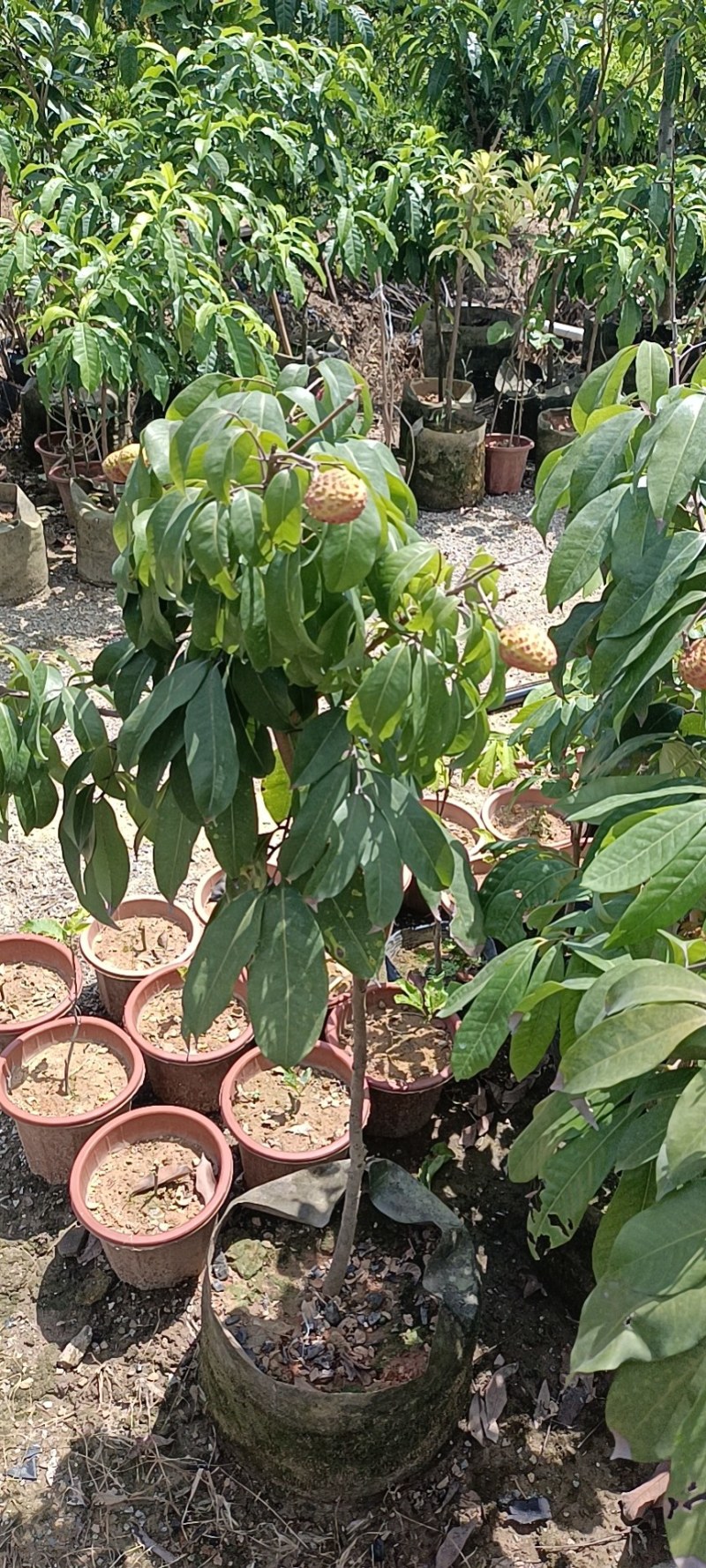 供应增城仙进奉果苗