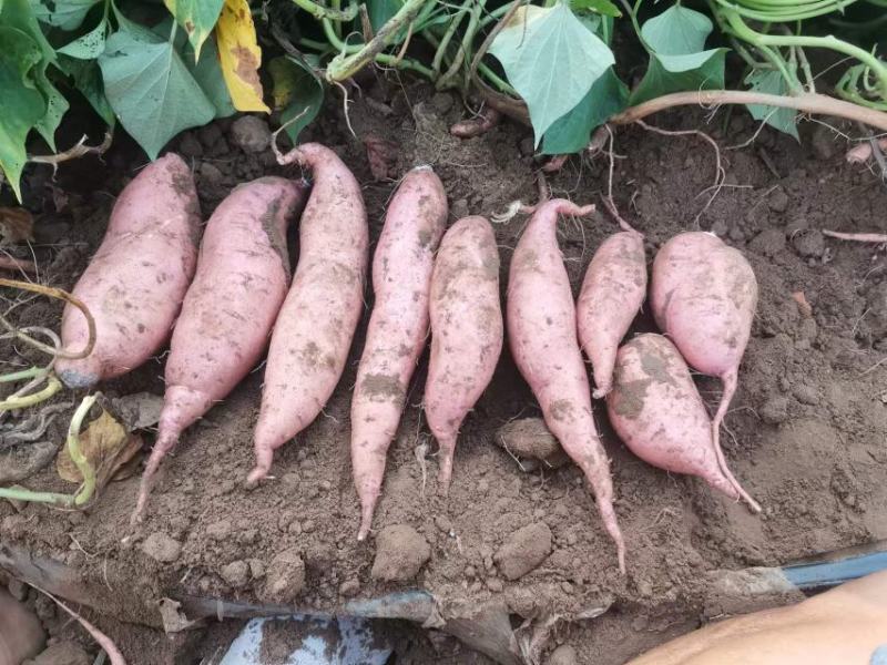 石家庄龙薯九