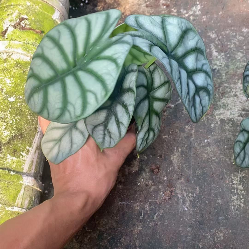 白犀牛海芋110#40装