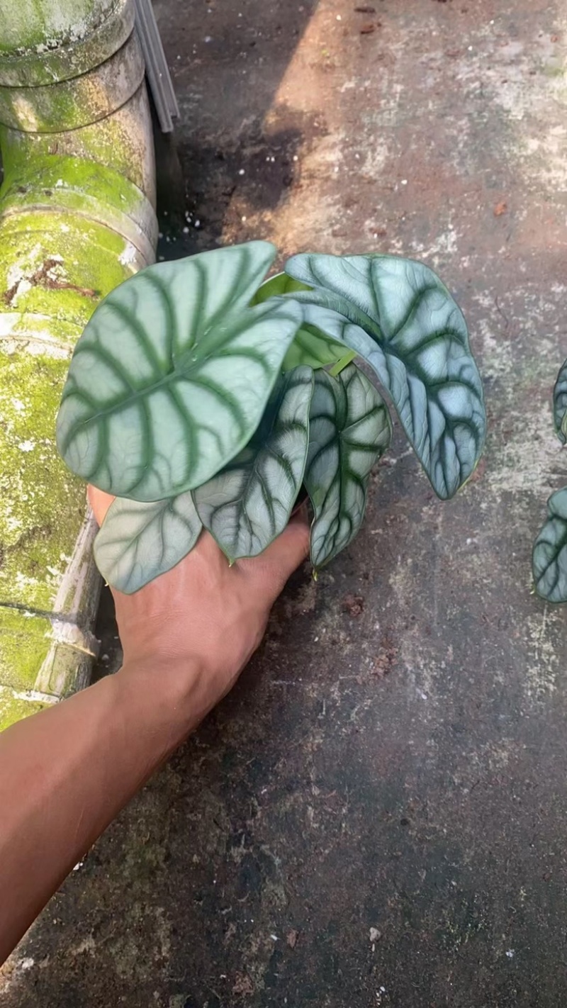 白犀牛海芋110#40装