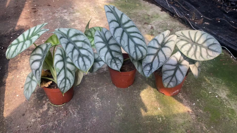 白犀牛海芋110#40装