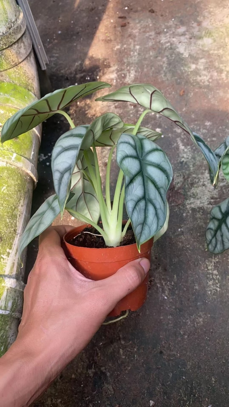 白犀牛海芋110#40装