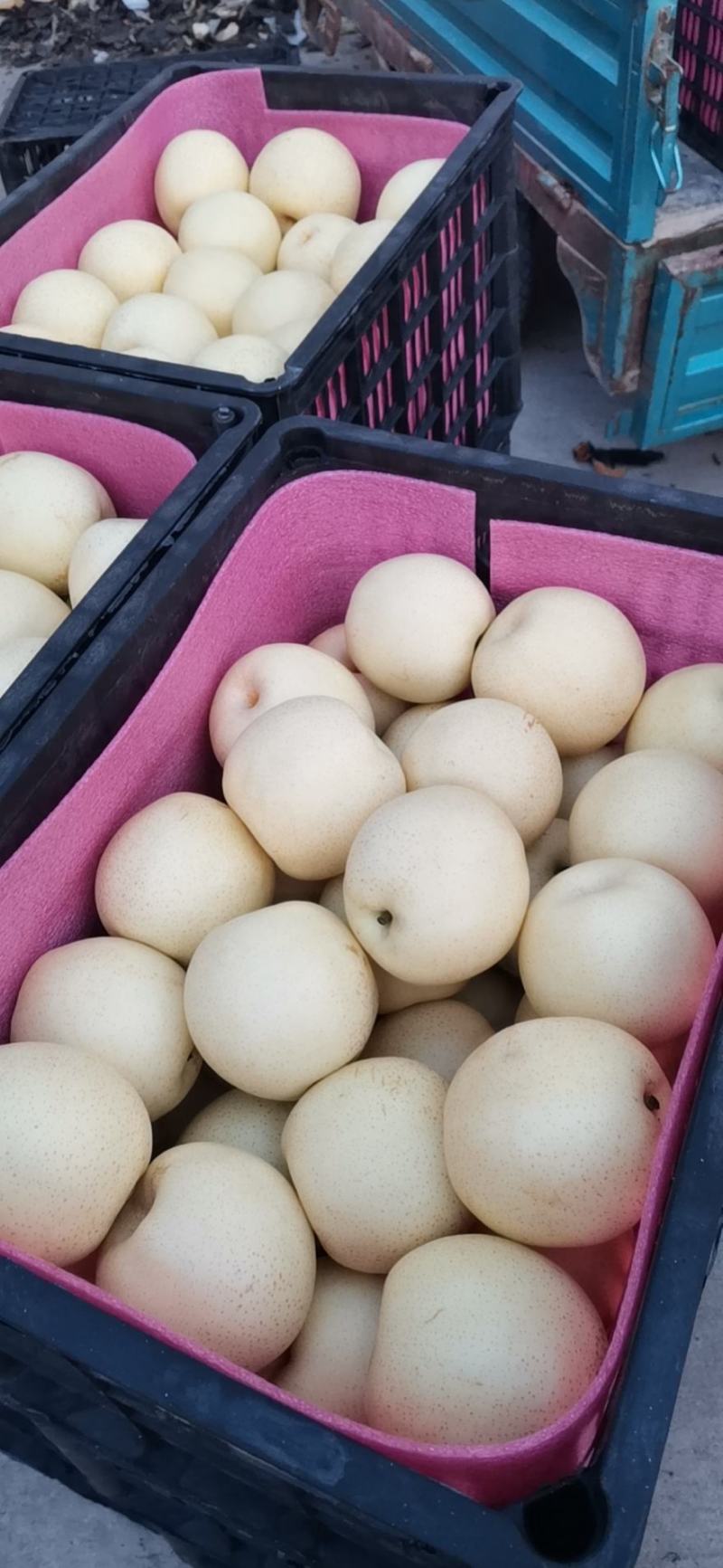 套袋白皇冠梨大量上市中，果面光滑亮白，口感细腻脆甜无渣