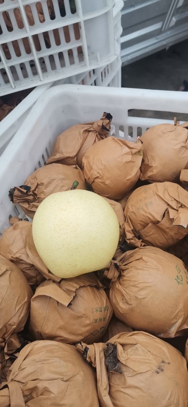 套袋白皇冠梨大量上市中，果面光滑亮白，口感细腻脆甜无渣