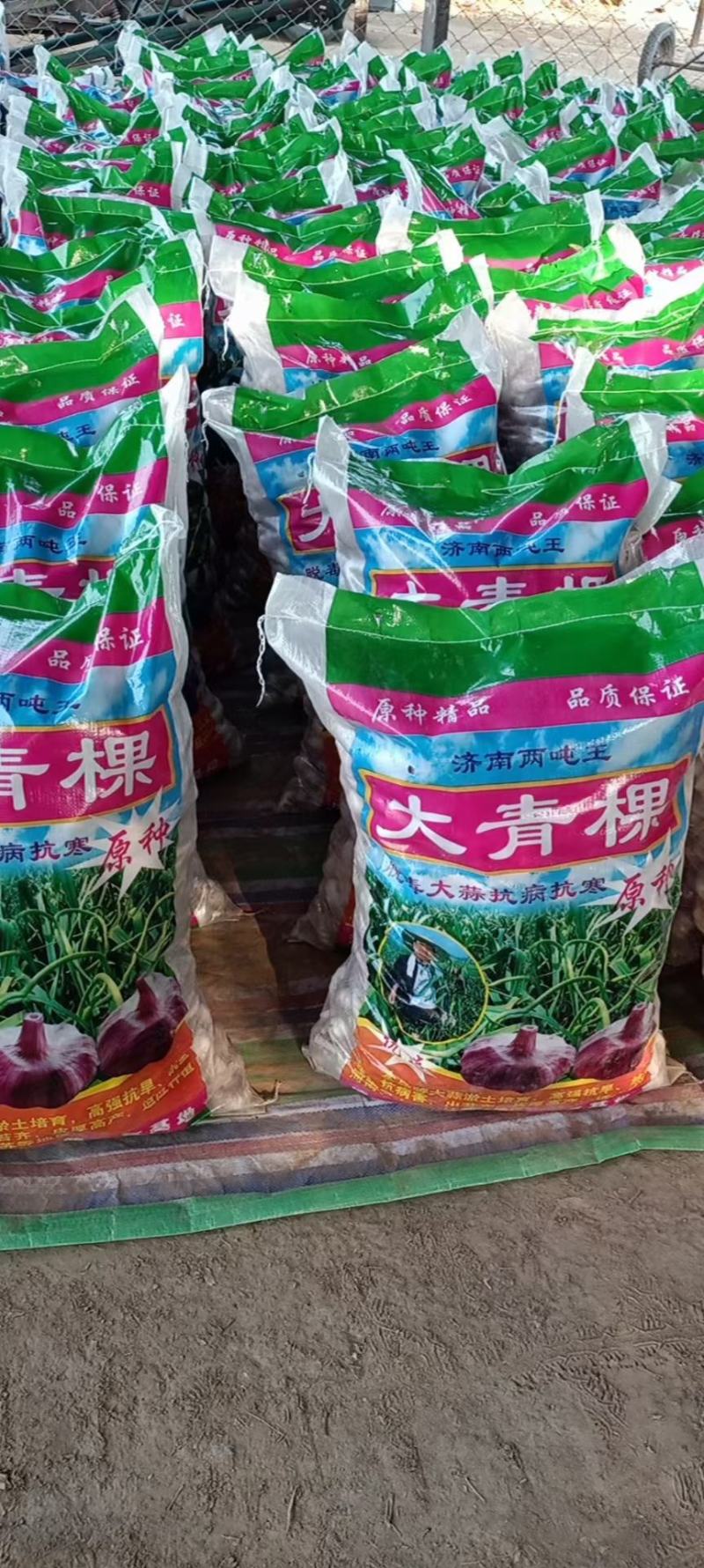 紫红皮大蒜把子，带杆带胡蒜把可以加工蒜头，蒜种等！！