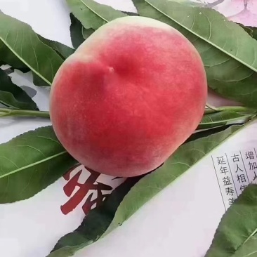 秦安蜜桃