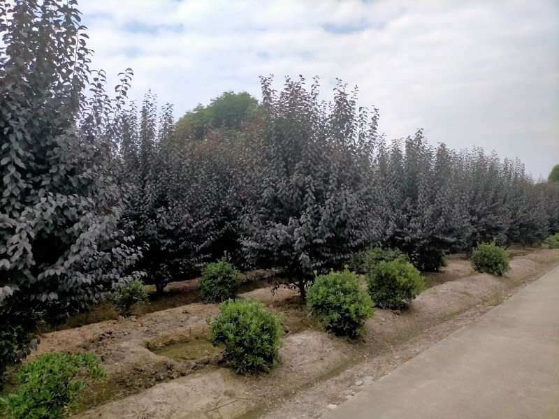 红叶李低分枝基地直销，红叶李价格，成都红叶李批发