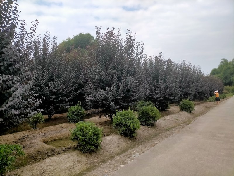红叶李低分枝基地直销，红叶李价格，成都红叶李批发