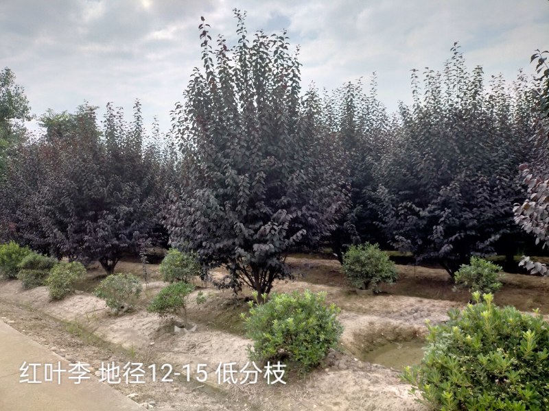 红叶李低分枝基地直销，红叶李价格，成都红叶李批发