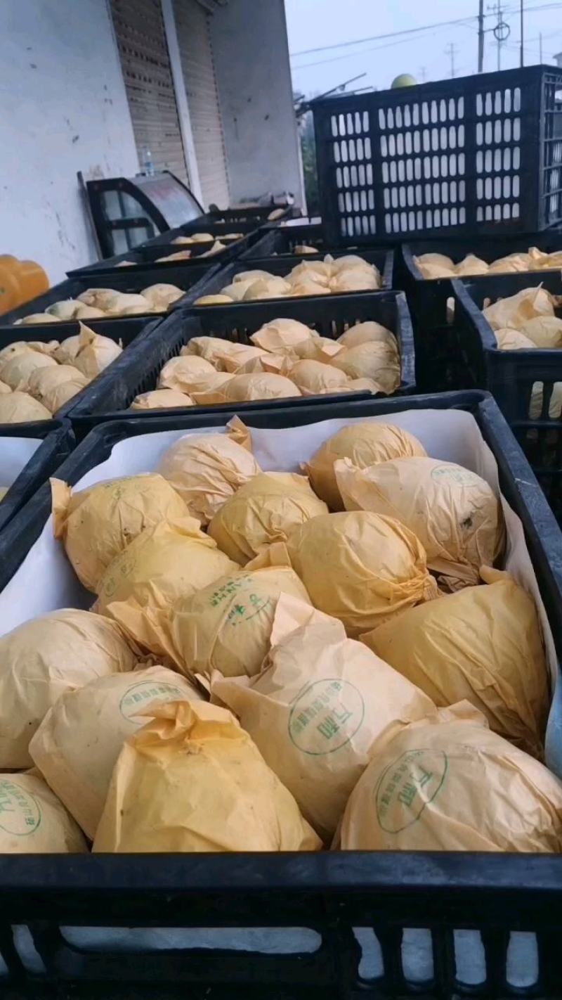 园黄梨已经开始陆续上市了，果面光，套袋和光果都有现货供应