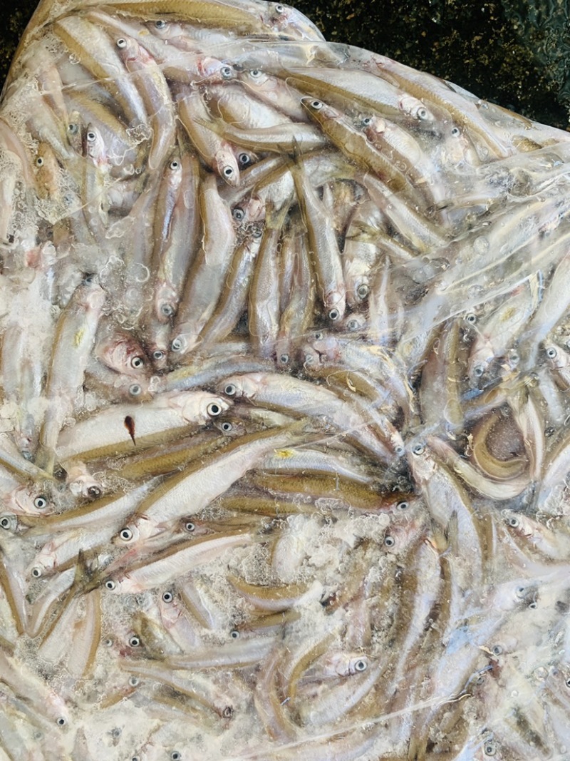 鱼饲料鱼