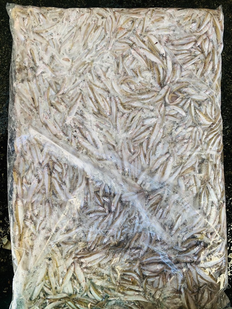 鱼饲料鱼