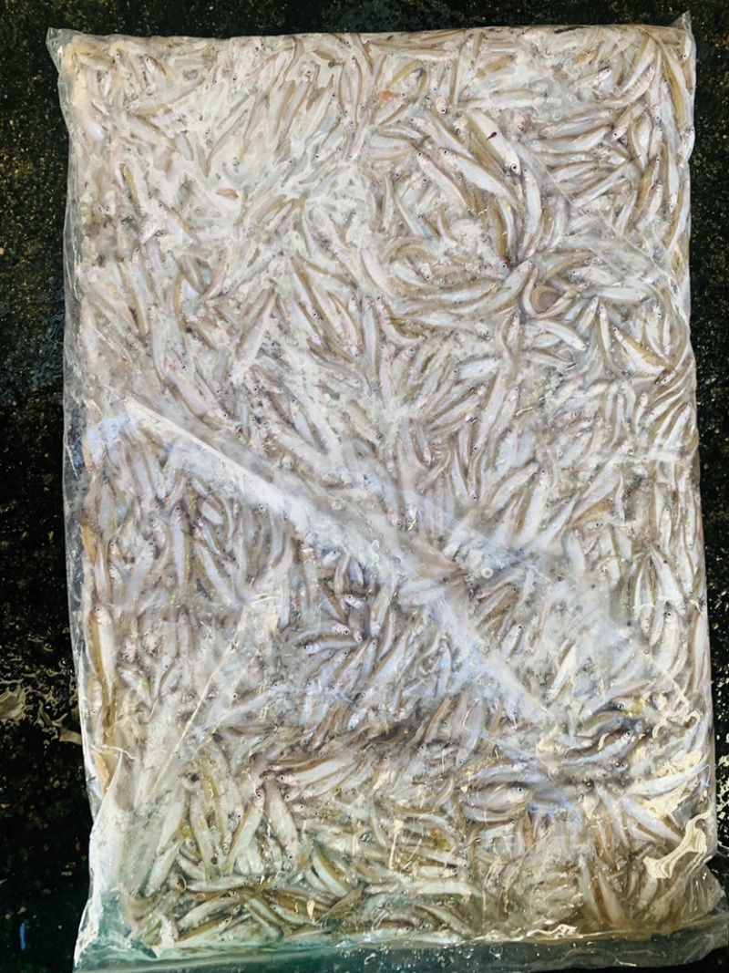 鱼饲料鱼