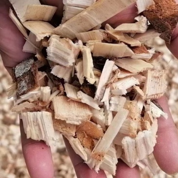 松木片（俄罗斯白松）15000吨起