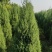 塔柏-圆柏-刺柏-河北塔柏-高速塔柏-侩柏-望都塔柏