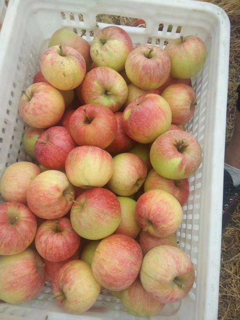 山东美八苹果，早熟苹果，产地大量现货供应
