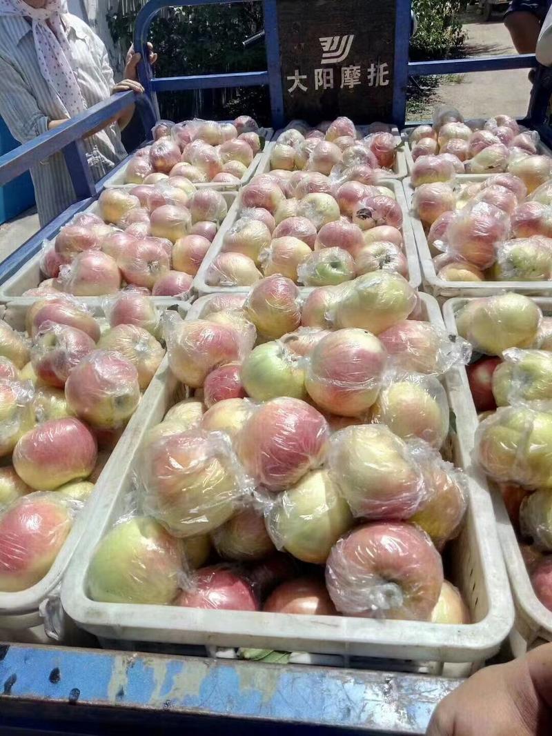 山东美八苹果，早熟苹果，产地大量现货供应