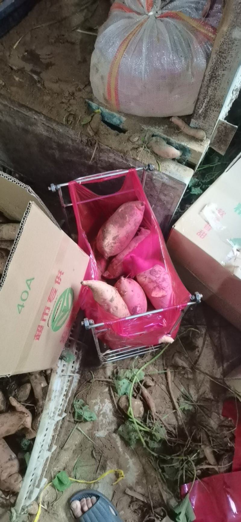 开封龙九红薯大量上货，质量保证，超市，电商，市场！