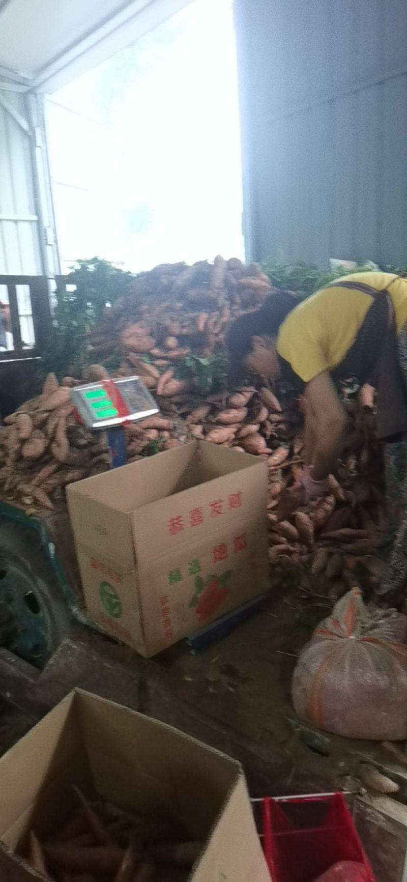 开封龙九红薯大量上货，质量保证，超市，电商，市场！