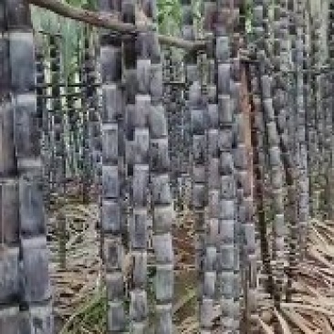 海南黑皮甘蔗