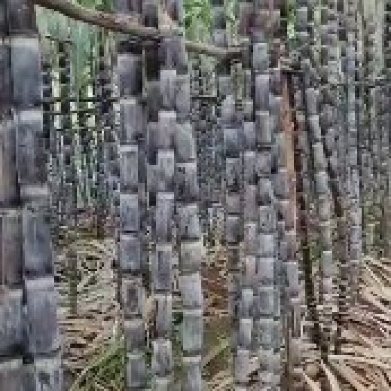 海南黑皮甘蔗