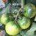 豫艺酸甜果番茄种子抗病毒基地专用种沙瓤水果西红柿种子