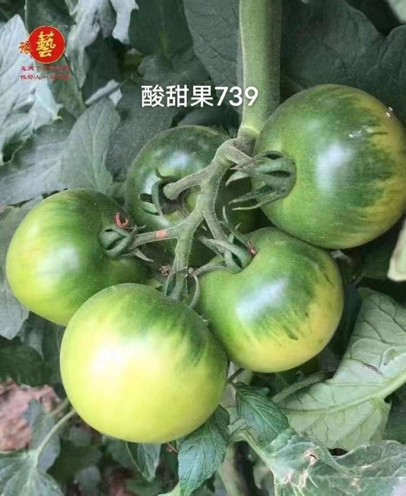 豫艺酸甜果番茄种子抗病毒基地专用种沙瓤水果西红柿种子