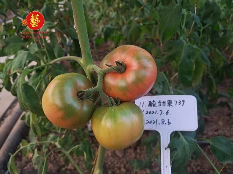 豫艺酸甜果番茄种子抗病毒基地专用种沙瓤水果西红柿种子