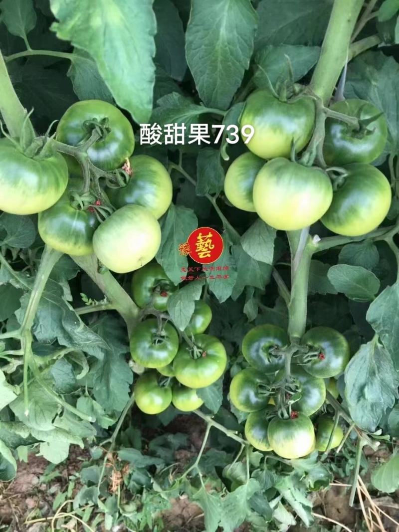 豫艺酸甜果番茄种子抗病毒基地专用种沙瓤水果西红柿种子