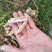 【七彩花生】云南七彩花生大量上市货源充足全国发货
