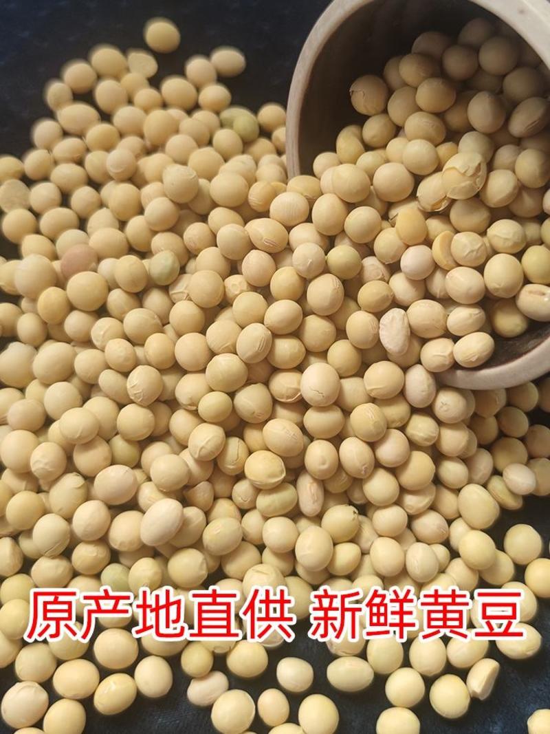 黄豆，现货供应批发商品豆，豆浆专用，豆腐专用，新粮大黄豆