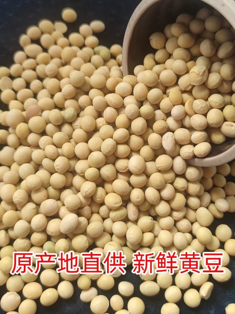 一级商品豆