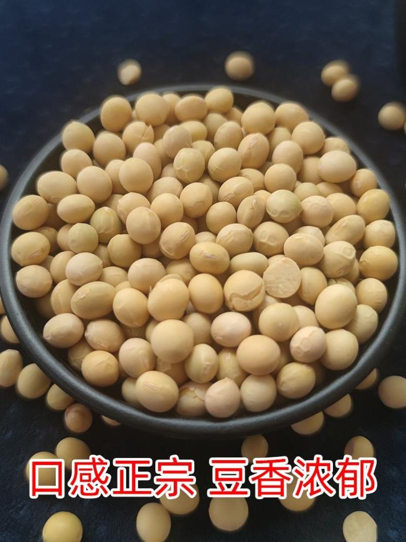 黄豆，现货供应批发商品豆，豆浆专用，豆腐专用，新粮大黄豆