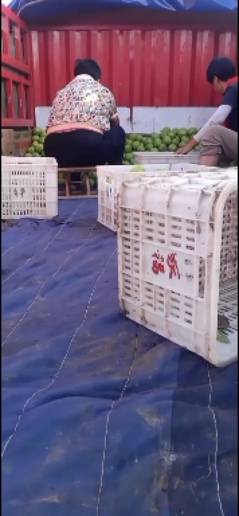 又大又甜的早酥梨上市了。