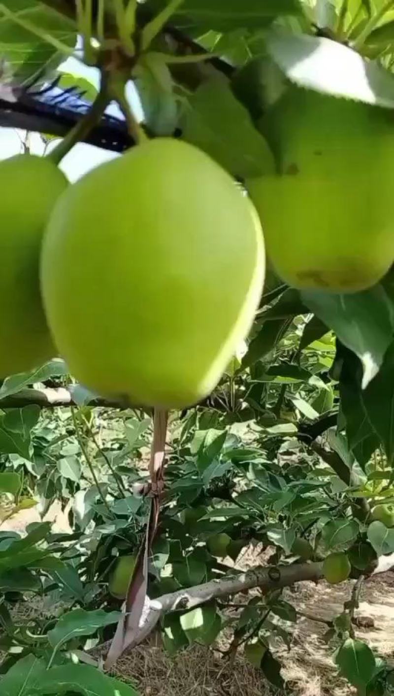 又大又甜的早酥梨上市了。