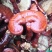 供应长腿灵芝，黑灵芝，紫灵芝，竹灵芝等系列灵芝产品。