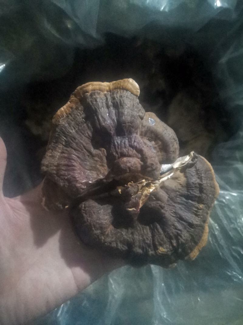 供应长腿灵芝，黑灵芝，紫灵芝，竹灵芝等系列灵芝产品。