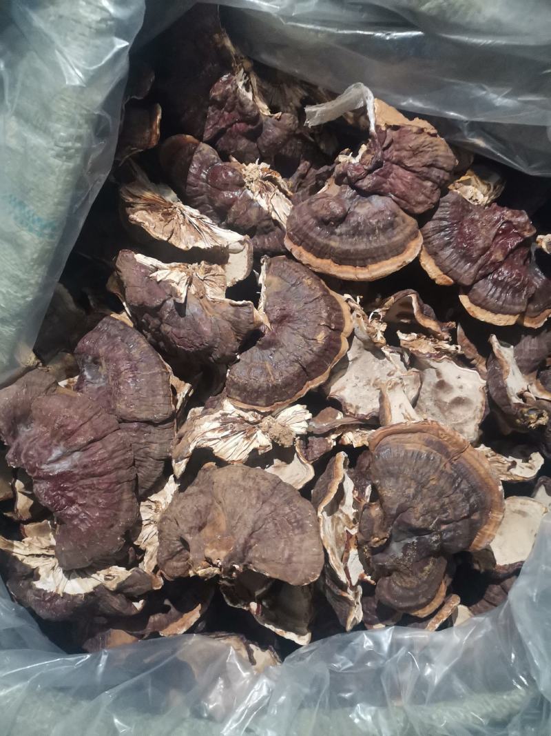 供应长腿灵芝，黑灵芝，紫灵芝，竹灵芝等系列灵芝产品。