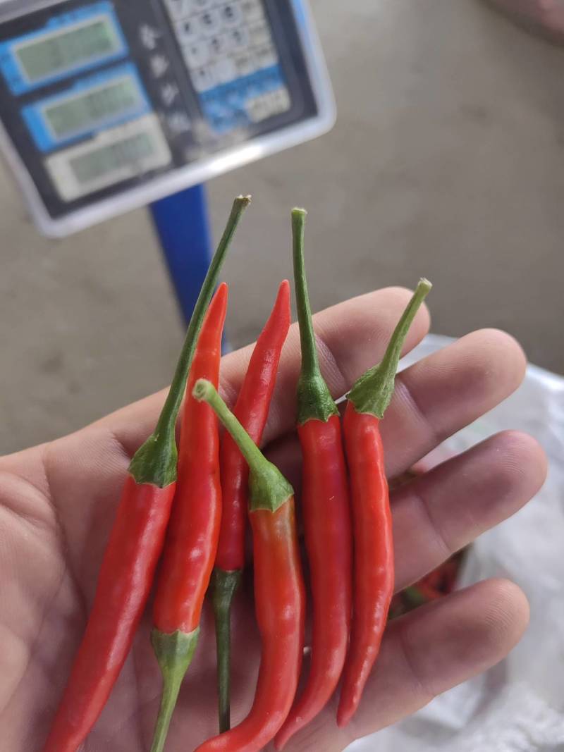 鲜辣椒剁椒