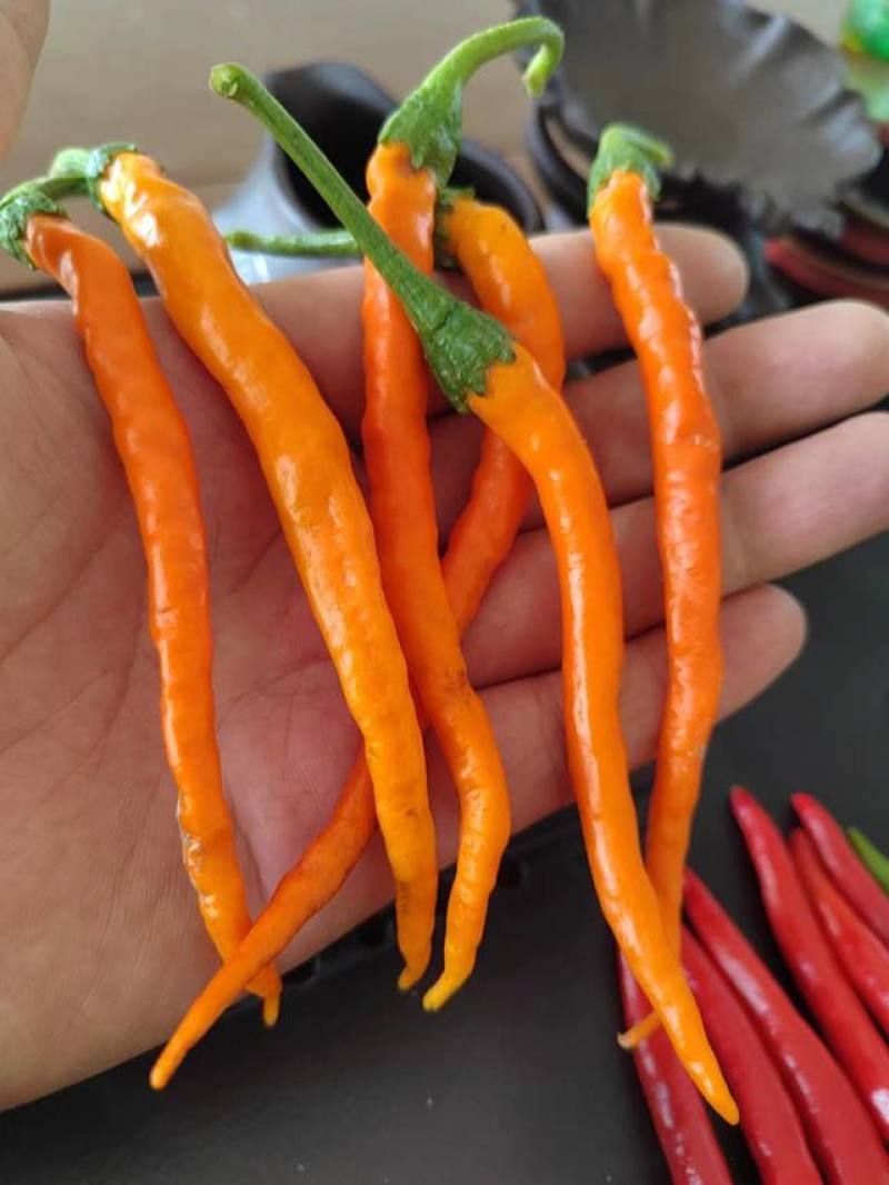 鲜辣椒剁椒