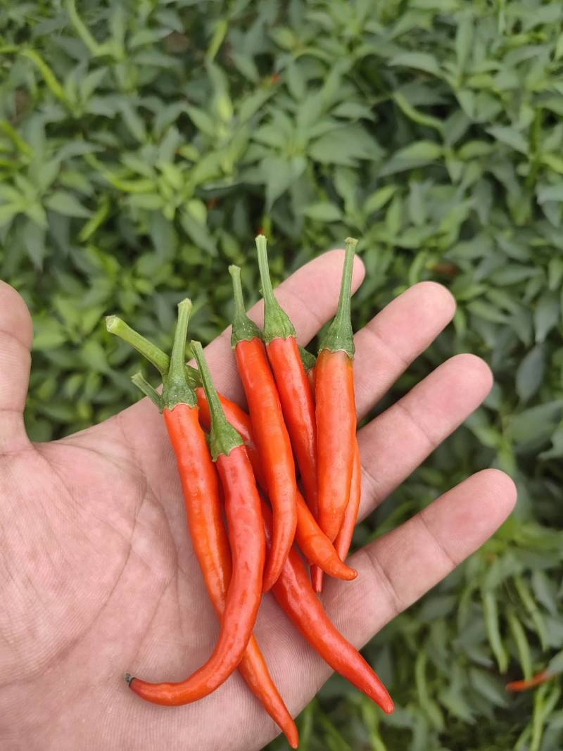 鲜辣椒剁椒